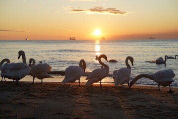 swans birds and seagulls in Black sea at Varna - BG © Miralem