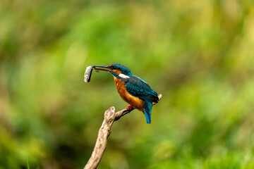 Obraz premium Kingfisher with catch (Alcedo atthis)