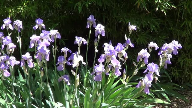 Blue irises