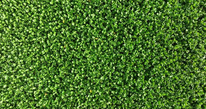 Green water hyacinth in pond