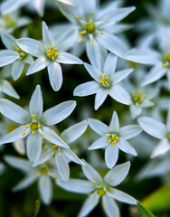 Obraz premium white flowers in the garden