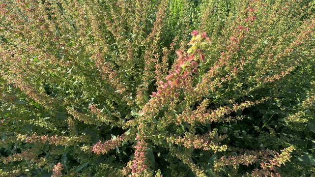 Close up of a common sorrel (Rumex acetosa) wildflower with pinkish red seed stalks swaying gently in a green field. Beautiful wild garden sorrel foliage footage for natural countryside videos.