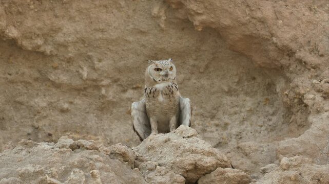 video of Pharaoh Eagle-Owl perches alert on a rugged, sunlit rock on desert. Its pale feathers blend with the earthy tones of the cliffside. Bright eyes gaze forward, showing keen, watchful curiosity.