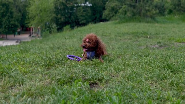 Small dog resting on green hills lawn next to purple puller ring toy horizontal clip