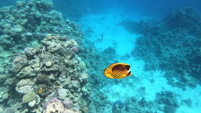 Colorful fish swims near coral reef in clear blue water. Coral reef teems with diverse life beneath ocean surface. Underwater scenery highlights natural beauty and marine diversity