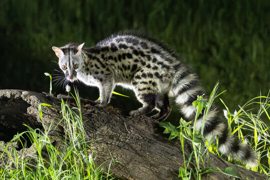 Ginsterkatze