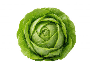Fototapeta premium Fresh whole green lettuce head isolated on transparent background