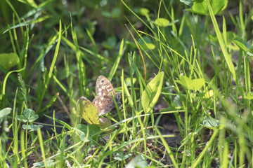 Obraz premium Speckled Wood Butterfly Resting with Closed Wings Among Green Meadow Plants