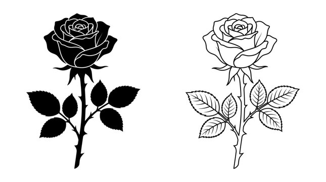 rose silhouette and line drawing flower stem