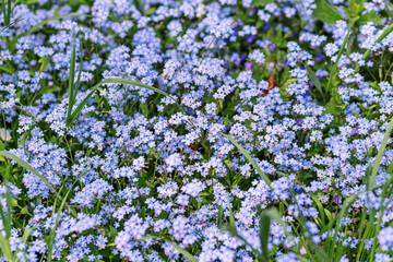 Obraz premium Beautiful blue forget me not flowers blooming in the spring meadow. Small wildflowers background.