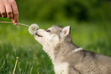 An adorable siberian husky puppy stretches out to sniff a dandelion held by a person. The cute purebred pet enjoys a sunny day in nature © Alina Ziabrieva