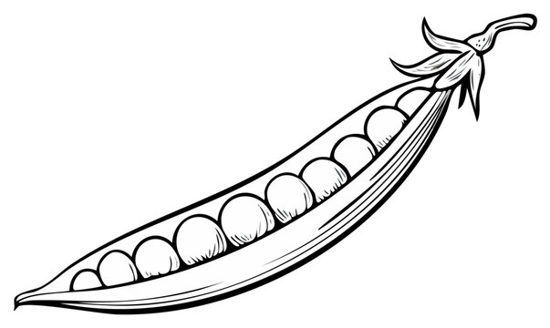 Open pea pod with multiple fresh green peas, vector illustration.