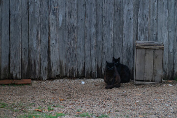 black cats sitting by weathered wooden wall outdoors © Victoria