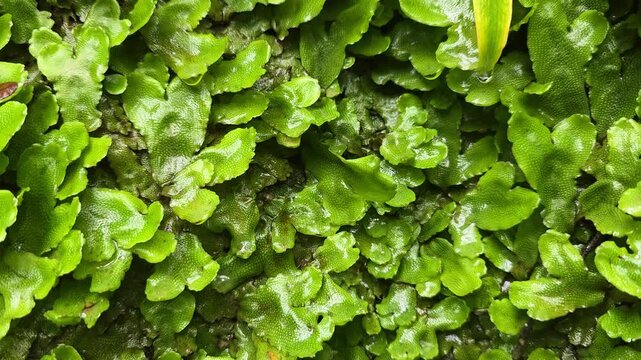 Green liverworts covering a surface, showcasing their textured thallus structure and the fresh appearance after rain, symbolizing growth, life, and natural vibrancy
