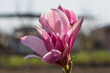 Fototapeta premium Blooming magnolia flowers on a tree branch in a garden during the spring season
