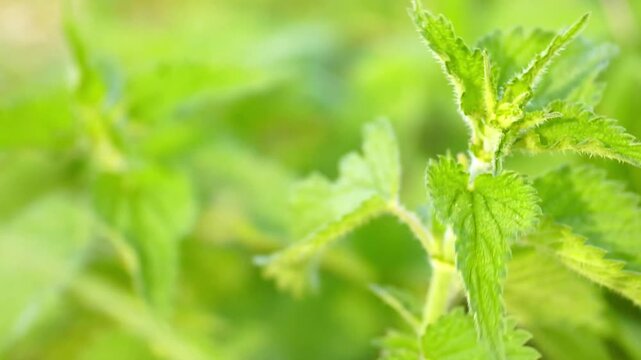 Close-up of young stinging nettle swaying in warm sunlight with delicate defensive hairs visible against soft green background. Illustrates plant protection strategies and adaptive survival traits.
