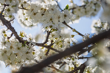 Fototapeta premium Blooming cherry plum prunus cerasifera branches with white flowers in a sunny spring garden