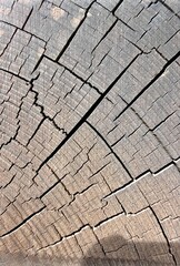 Fototapeta premium A detailed close-up of a cross-section of an old tree stump, clearly showing the radial cracks and natural grain structure of the wood.
