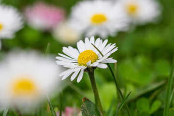 Fototapeta premium Field of white daisy flowers blooming abundantly in an outdoor meadow during the spring season