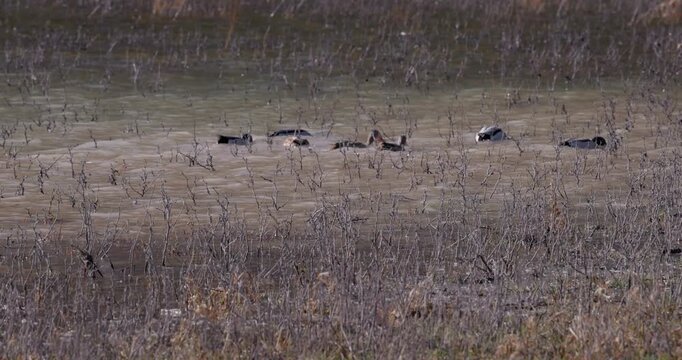 Flock of wild ducks swimming in shallow wetland water with dry reeds