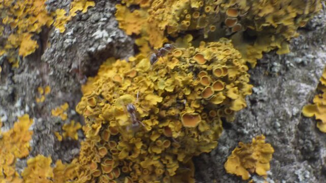 Ants on bright yellow crustose lichen surface of a tree, macro shot