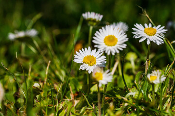 Nature scene with blooming bellis perennis, commonly known as the white daisy © Vlad Ispas