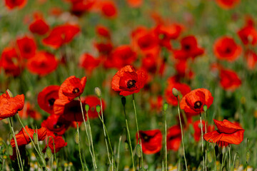 Obraz premium Bright red poppies blooming in a lush green field emitting vibrancy