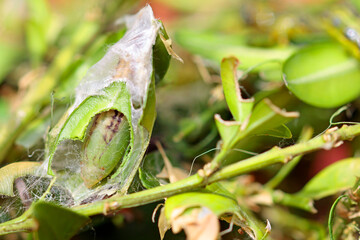 Box tree moth caterpillars on the box tree  defoliation is likely © TwilightArtPictures
