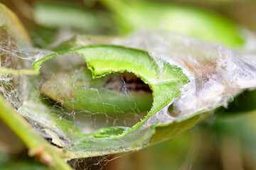 Box tree moth caterpillars on the box tree  defoliation is likely © TwilightArtPictures