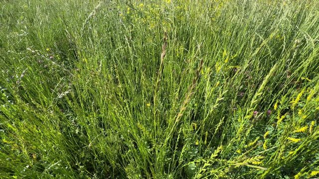 High angle shot of perennial ryegrass (Lolium perenne) wild grass stalks swaying gently in a green meadow field. Beautiful english ryegrass foliage footage for agriculture and nature videos.