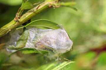 Box tree moth caterpillars on the box tree  defoliation is likely © TwilightArtPictures