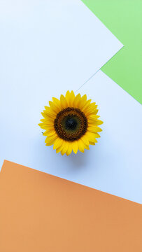 sunflower on a blue background