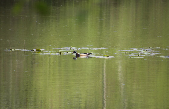 Wood Duck at Great Blue Heron Nature Reserve during a spring season in Chilliwack, British Columbia, Canada
