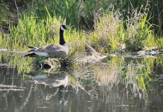 Canadian Goose at Great Blue Heron Nature Reserve during a spring season in Chilliwack, British Columbia, Canada