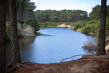 Scenic view of a calm blue lake or river hidden behind pine forest trees © Victoria
