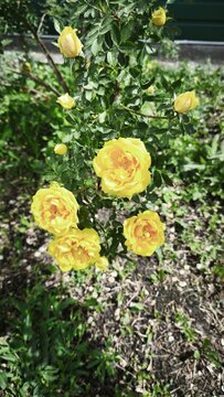 Yellow rosa foetida Persian Yellow in bloom