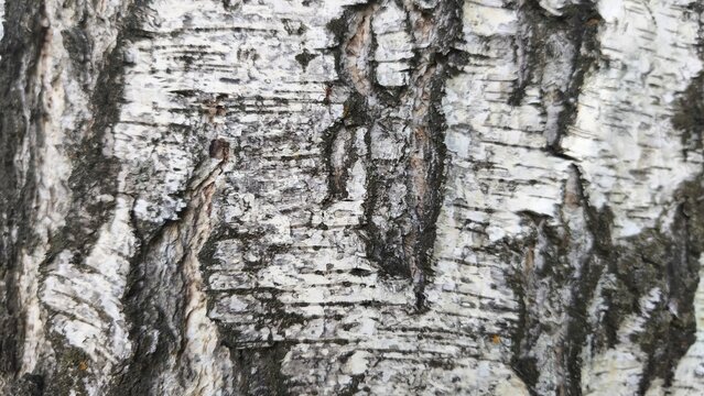The texture of the birch bark. Birch bark background