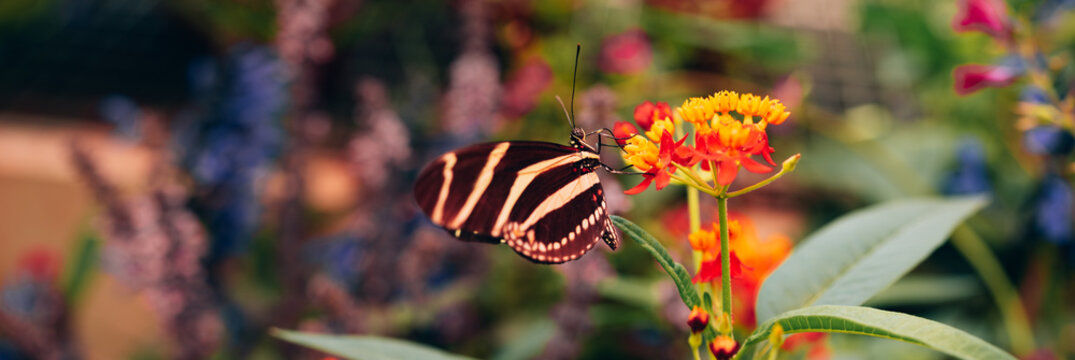 A zebra longwing butterfly with black wings and narrow yellow-white stripes rests on a cluster of vibrant orange and yellow milkweed blossoms. The close-up