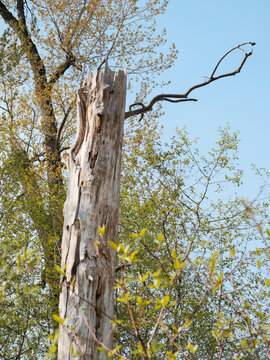 Great Blue Heron Nature Reserve during a spring season in Chilliwack, British Columbia, Canada