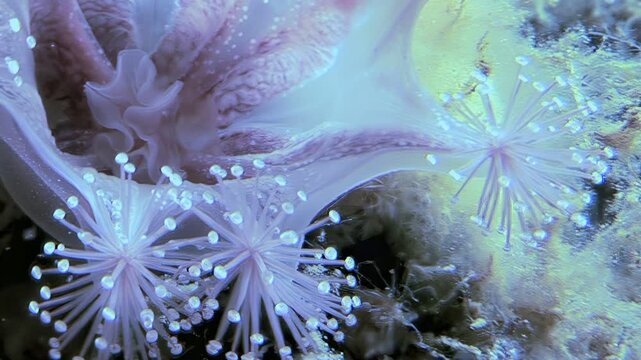 Watch the delicate beauty of lucernaria quadricornis, the stalked jellyfish, as it sways gently in its Arctic underwater home. A truly stunning display of marine life.