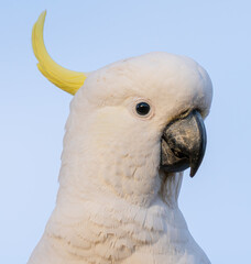 cockatoo close-up © Tim