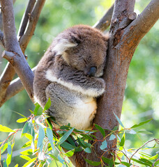 koala sleeping on a tree © Tim