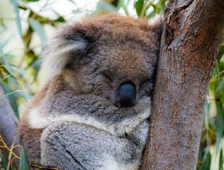 koala in tree close-up © Tim
