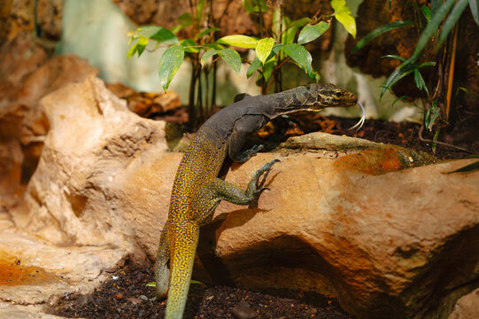 A monitor lizard climbs over a sunlit sandstone rock inside a tropical terrarium. The reptile displays mottled yellow-green scales, a long muscular tail