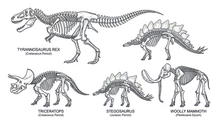 Dinosaur Skeletons and Woolly Mammoth Illustration © udin