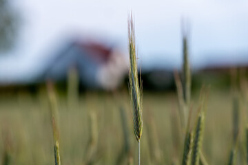 Zbliżenie na plony krajobrazu wiejskiego w porze letniej, pola kwitnące a wraz z nimi plony i drzewa w oddali na tle błękitnego nieba z niemalże bezchmurną pogodą © mbugajsky
