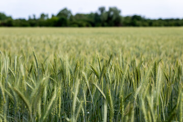 Zbliżenie na plony krajobrazu wiejskiego w porze letniej, pola kwitnące a wraz z nimi plony i drzewa w oddali na tle błękitnego nieba z niemalże bezchmurną pogodą © mbugajsky