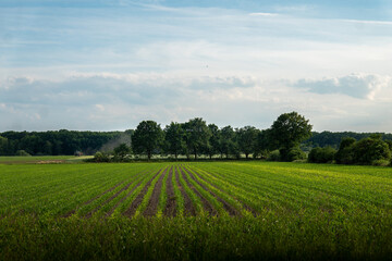Panoramiczny krajobraz pola uprawnego w okresie wzrostów pory letniej w zachodniej Polsce © mbugajsky