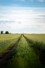 Panoramiczny krajobraz ścieżki wyjeżdżonej wśród pola uprawnego w okresie wzrostów pory letniej w zachodniej Polsce © mbugajsky
