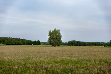 Panoramiczny krajobraz pola uprawnego w okresie wzrostów pory letniej w zachodniej Polsce © mbugajsky
